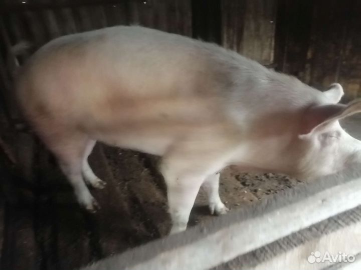 Хряк ландрас крупный