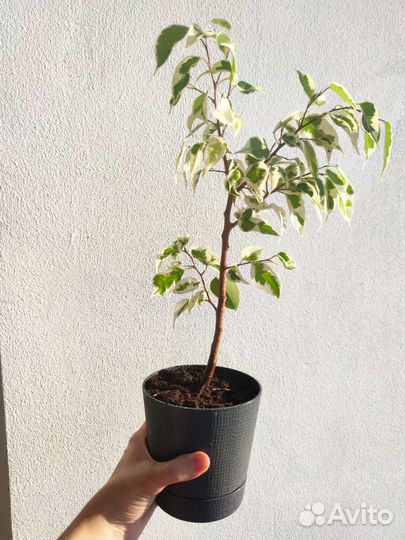 Фикус бенджамина + urban jungle