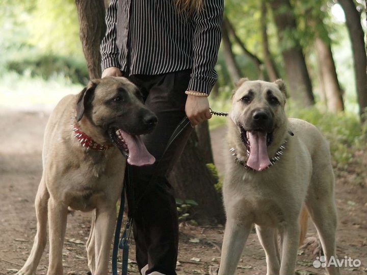 Дрессировка с проживанием у Кинолога (передержка)