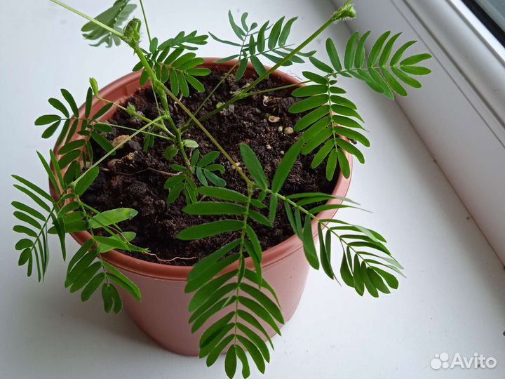 Мимоза стыдливая