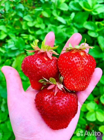 Рассада клубники