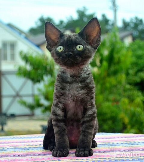 Котята девон-рекс