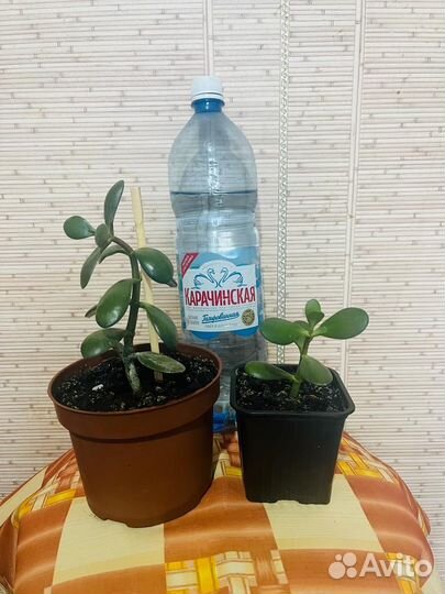 Денежное дерево толстянка