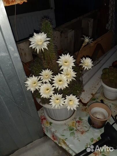 Продаю кактус