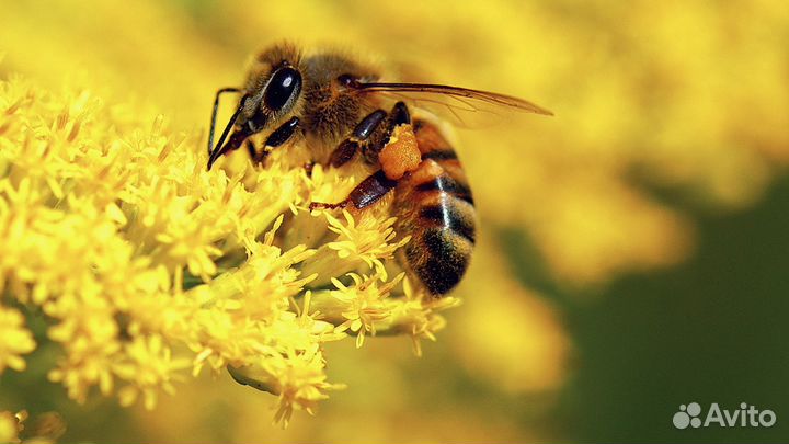 Продаются пчелы