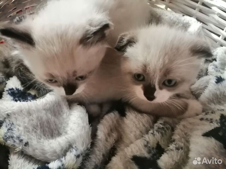 Продам милашек