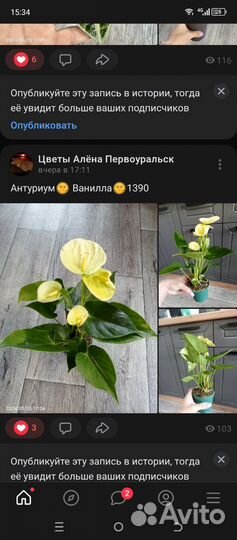 Антуриумы