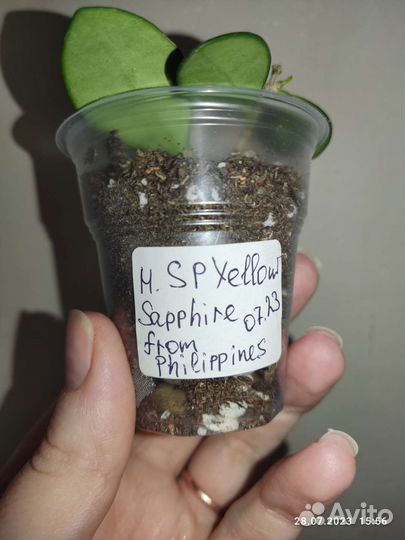 Хойя sp. yellow sapphire from the Philippines