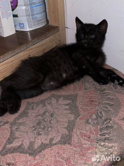 Котенок