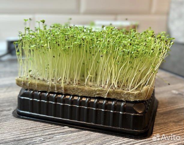 Микрозелень в ассортименте