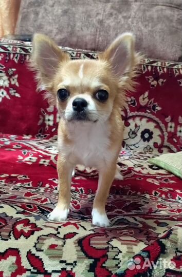 Вязка чихуахуа девочка