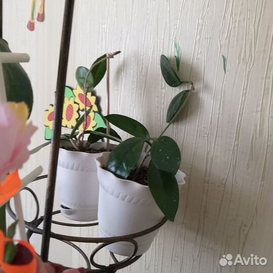 Хойя. Продам