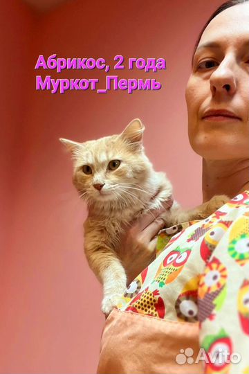 Котик ищет дом