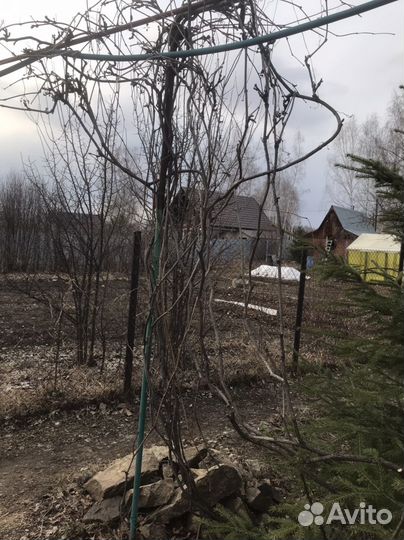 Девичий виноград