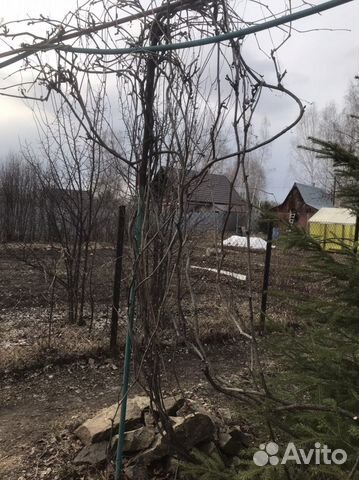 Девичий виноград