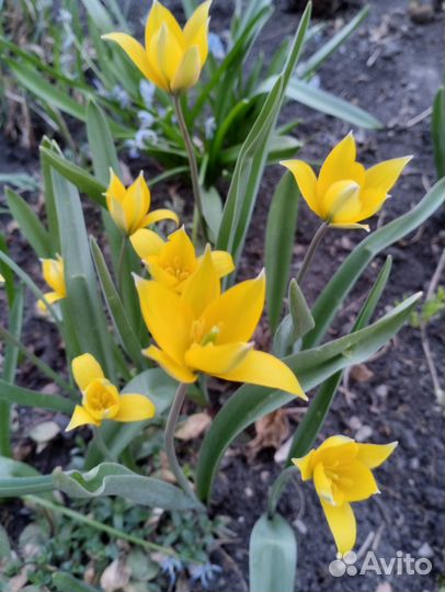 Многолетние садовые цветы, саженцы годжи