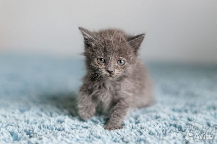 Котята в дар