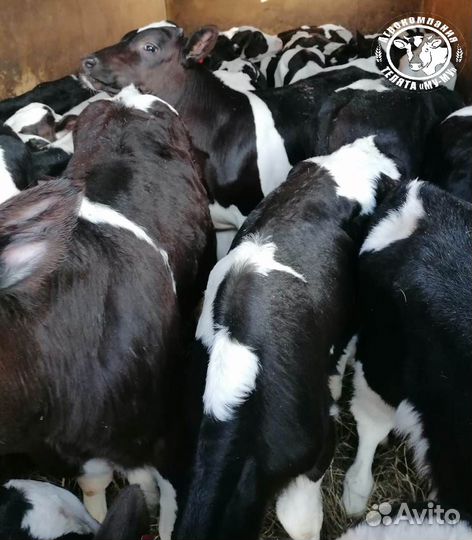 Телята бычки