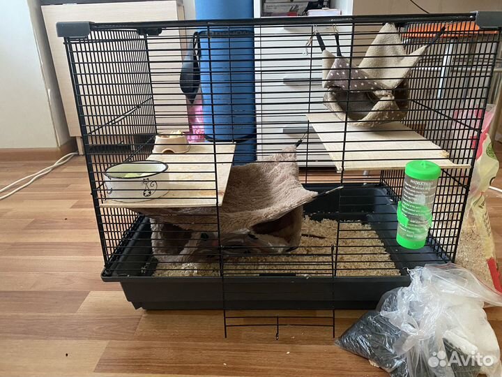 Крыса дамбо