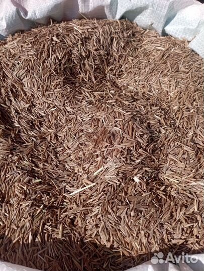 Семена Свеклы