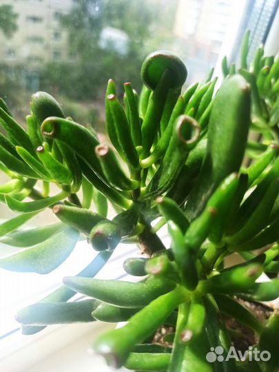 Толстянка хоббит