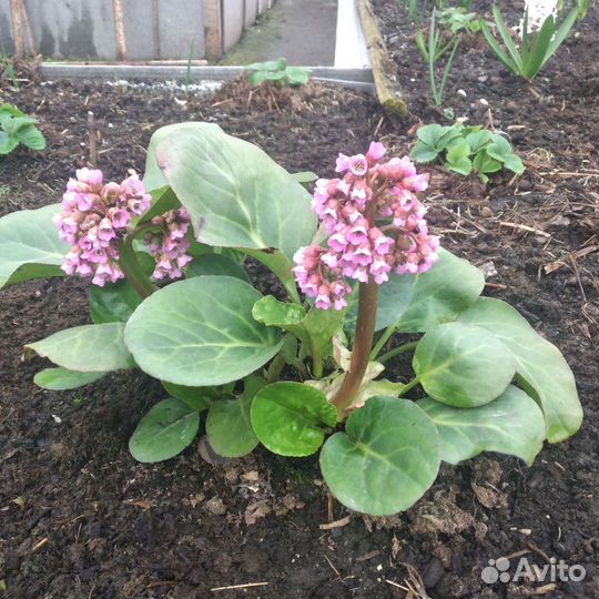 Многолетние садовые цветы