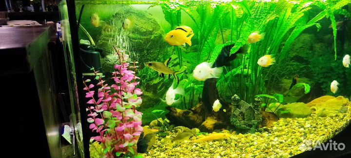 Аквариум на 35 литров