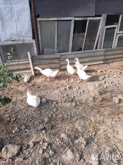 Гуси и индоутки