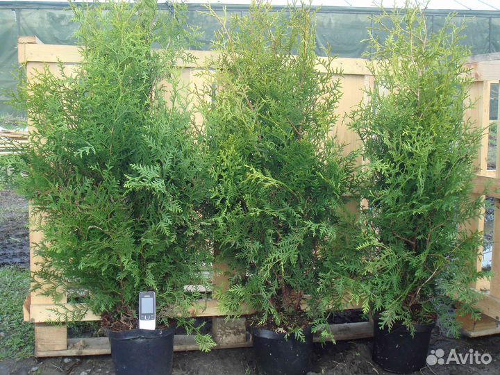 Саженцы туи брабант