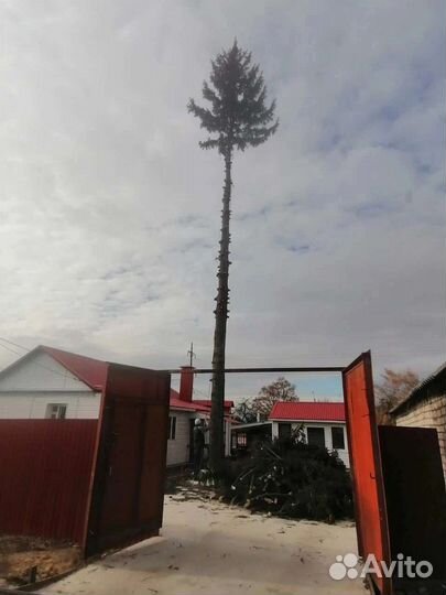 Спил, опиловка, обрезка, удаление деревьев