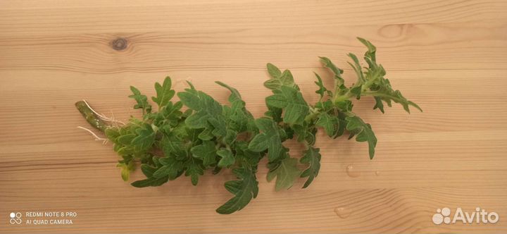 Плектрантус дуболистный