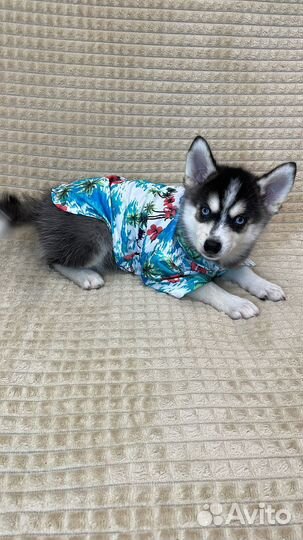 Щенки Помски