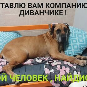 Буся ищет доброго человека. Стерильна. Привита