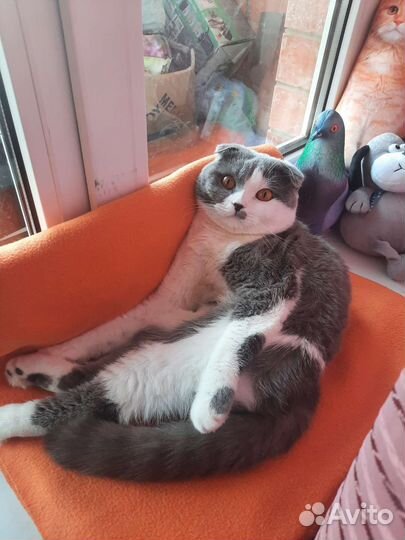 Котика на вязку