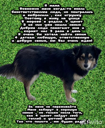 Щенки бесплатно