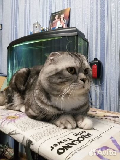 Шотландский кот вязка