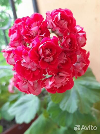 Пеларгония герань розебудная цветущая