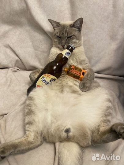 Кот ищет кошку