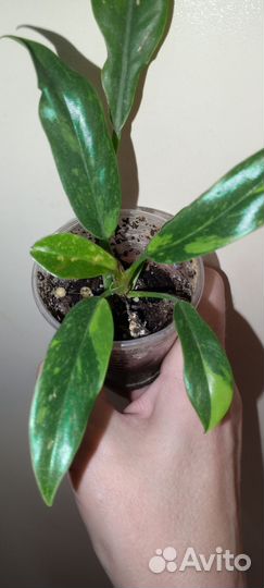 Филодендроны