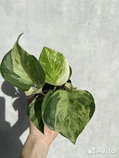 Эпипремнум марбл эппл, хэппи лиф; филодендрон