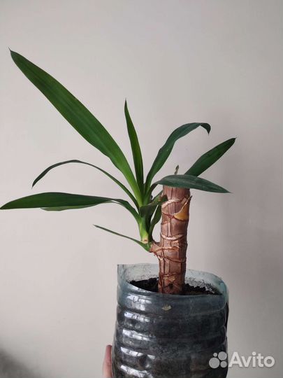 Пальма юкка