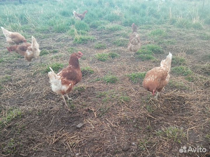 Яйцо куриное домашнее с доставкой