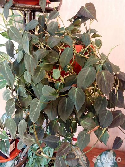 Филодендрон Миканс