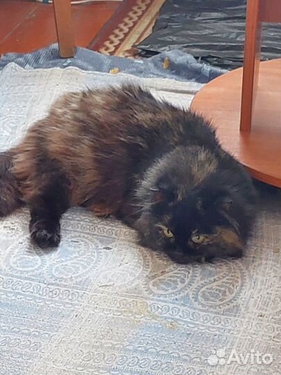 Кошечка Мурка ищет дом