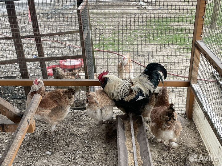 Инкубационное яйцо Фавероль