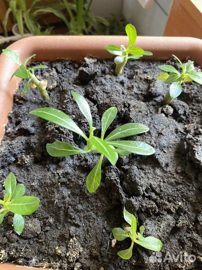 Разные растения домашние цветы