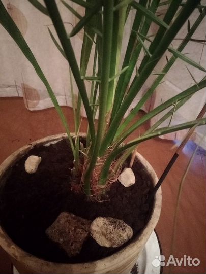 Цветы комнатные пальма