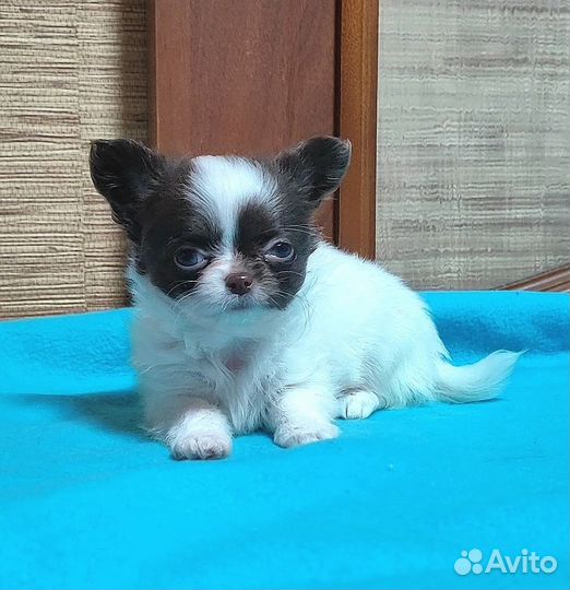 Щенки чихуахуа мальчики