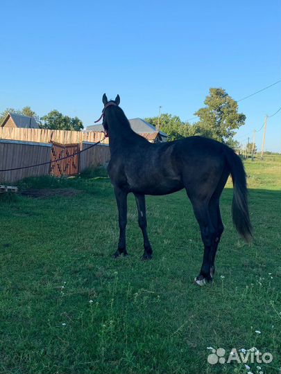 Продам жеребца