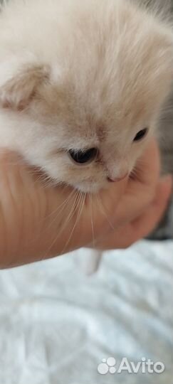 Котята от кошки британки